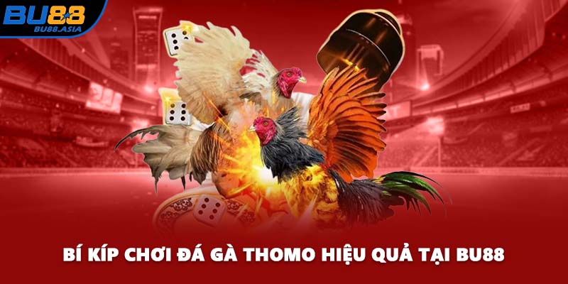 Bí kíp chơi đá gà Thomo hiệu quả tại BU88
