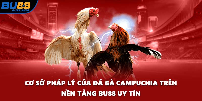 Cơ sở pháp lý của đá gà Campuchia trên nền tảng BU88 uy tín