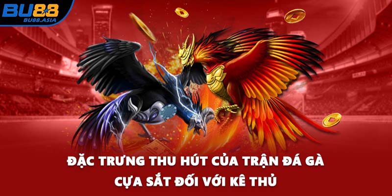 Đặc trưng thu hút của trận đá gà cựa sắt đối với kê thủ