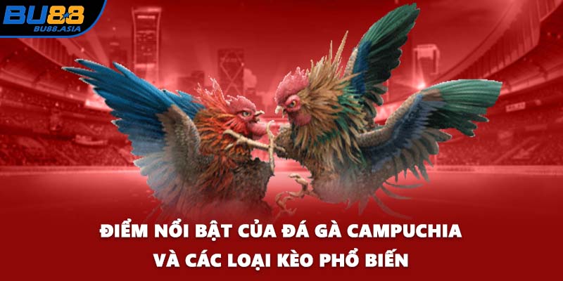 Điểm nổi bật của đá gà Campuchia và các loại kèo phổ biến