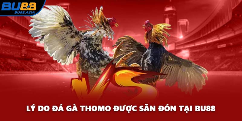 Lý do đá gà Thomo được săn đón tại BU88