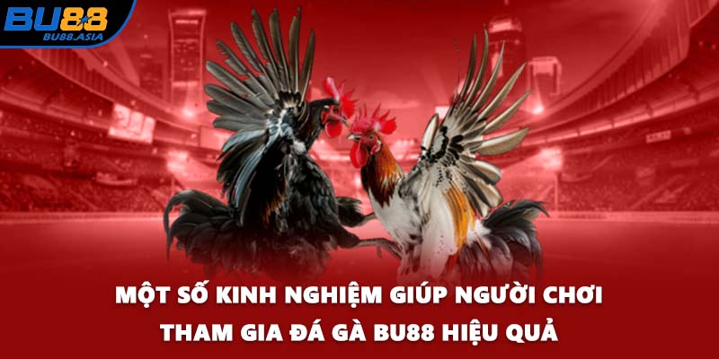 Một số kinh nghiệm giúp người chơi tham gia đá gà BU88 hiệu quả