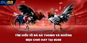 Tìm Hiểu Về Đá Gà Thomo Và Những Mẹo Chơi Hay Tại BU88