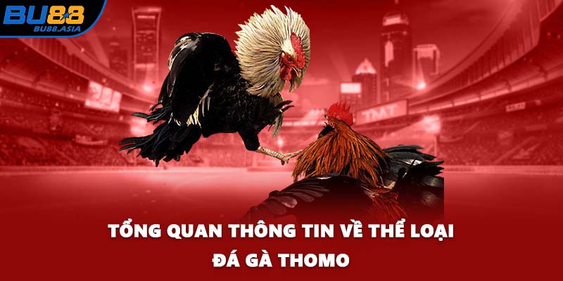 Tổng quan thông tin về thể loại đá gà Thomo